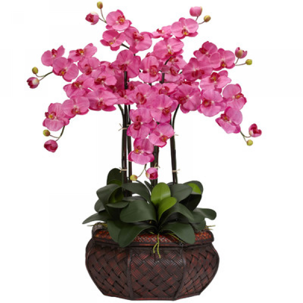 Phalaenopsis Basket 