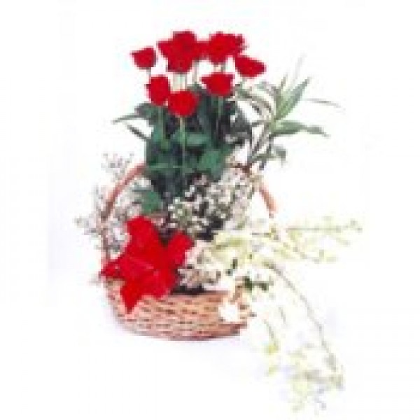 Roses and Orchids 72442