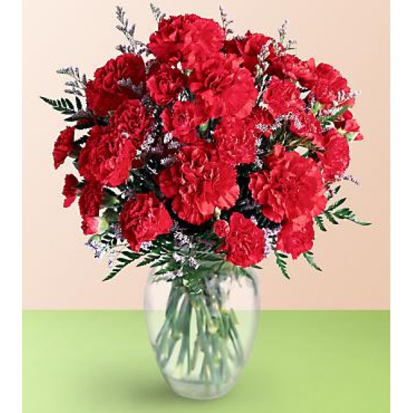Misty Carnation